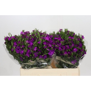 Dianthus Br Amazon Neon Purple
