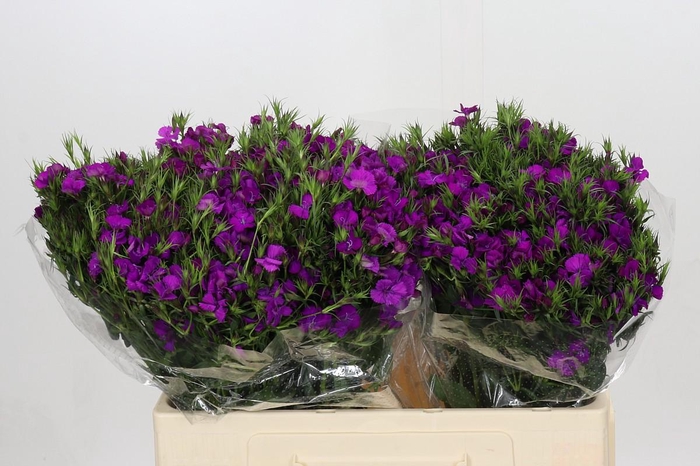 <h4>Dianthus Br Amazon Neon Purple</h4>