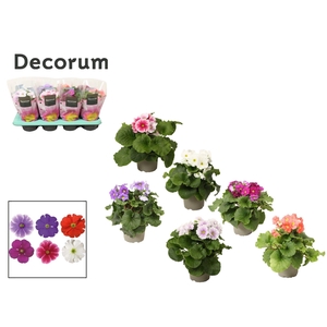 Primula 'Touch Me' mix | Decorum