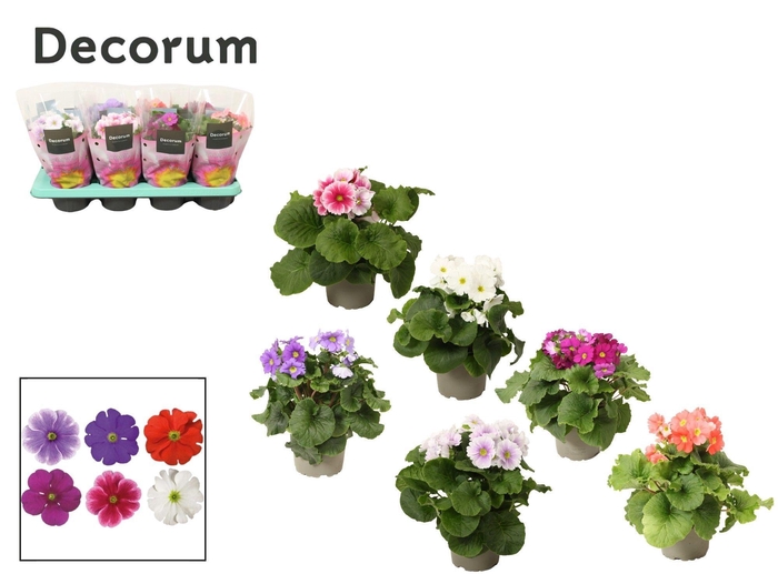 <h4>Primula 'Touch Me' mix | Decorum</h4>