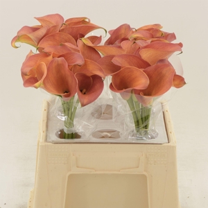 Calla Orange Pride