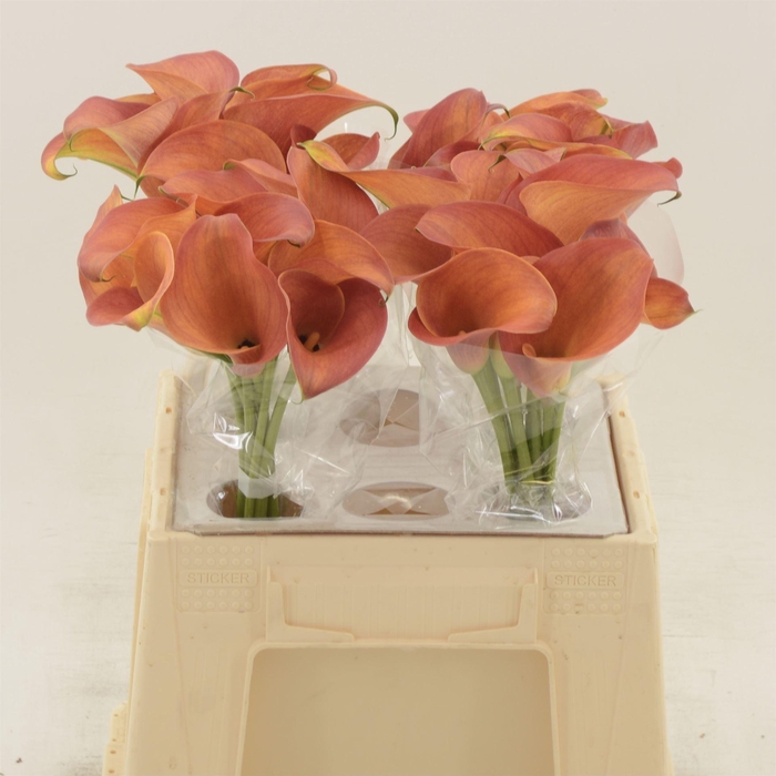 <h4>Calla Orange Pride</h4>