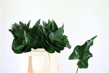 <h4>Anthurium overig (blad)</h4>