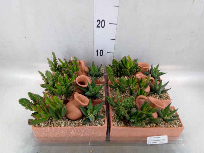 <h4>Arr.  Cactus L%</h4>