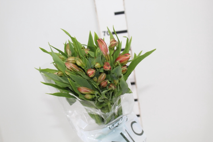<h4>ALSTROEMERIA CARIBBEAN 080 CM</h4>