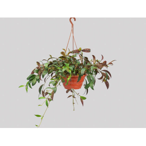 COLUMNEA MARMORE C21 SEM FLOR