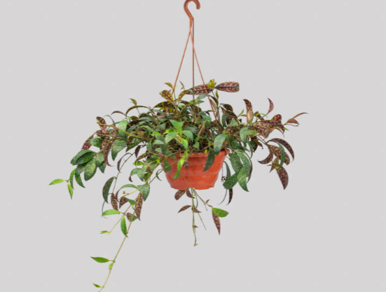 <h4>COLUMNEA MARMORE C21 SEM FLOR</h4>