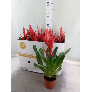 Vriesea  'Twinkle'
