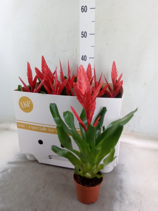 <h4>Vriesea  'Twinkle'</h4>