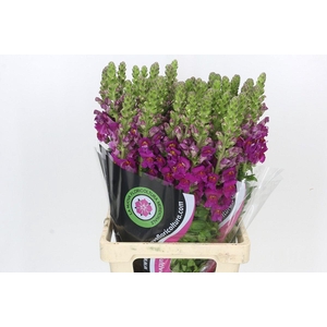 Antirrhinum Potomac Burgundy