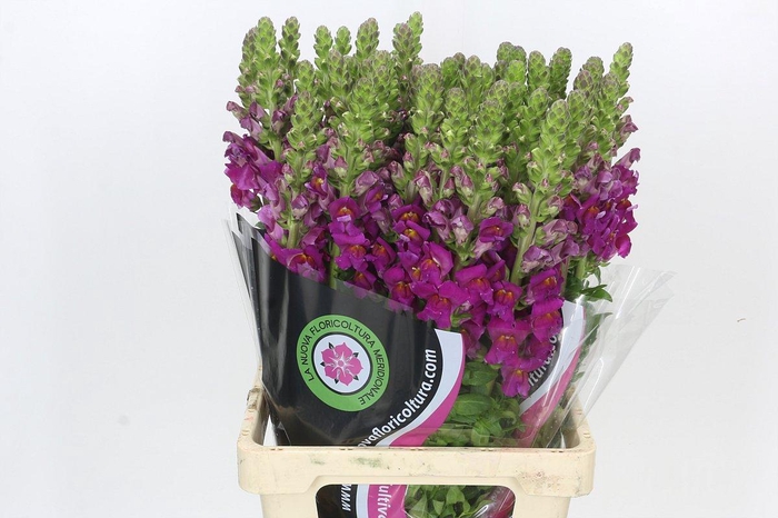 <h4>Antirrhinum Potomac Bordeaux</h4>