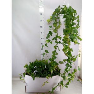 Hedera helix 'Mein Herz'