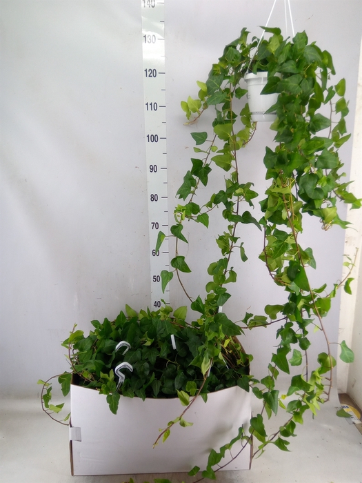 <h4>Hedera helix 'Mein Herz'</h4>