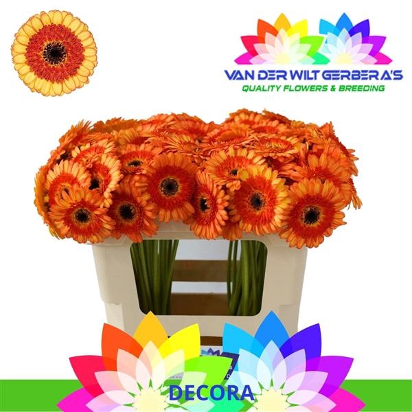 <h4>GE Mi Decora</h4>