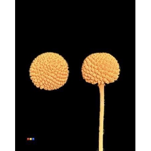 Craspedia Klb Apricot