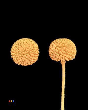 <h4>Craspedia Klb Apricot</h4>