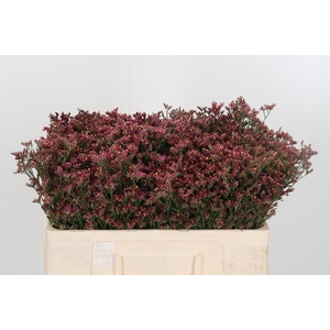 Limonium Sinense China Red