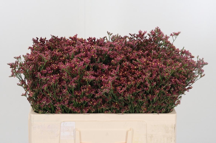 <h4>Limonium Sinense China Red</h4>