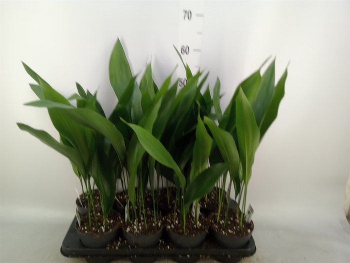 <h4>Aspidistra elat.</h4>