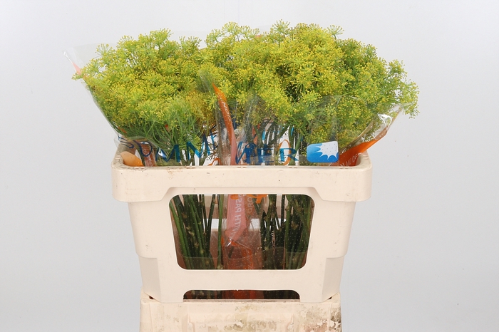 Anethum Graveolens
