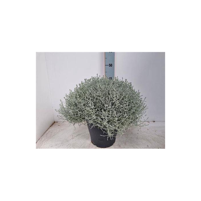 <h4>Leucoph Brownii</h4>