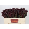 Leucadendron Saf Sunset Dark R.