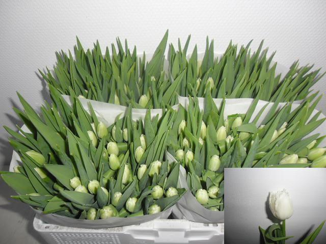 <h4>TU FR HONEYMOON</h4>