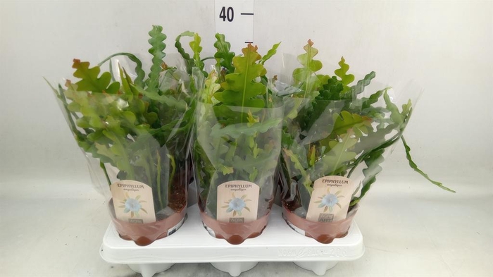 <h4>Epiphyllum anguliger</h4>
