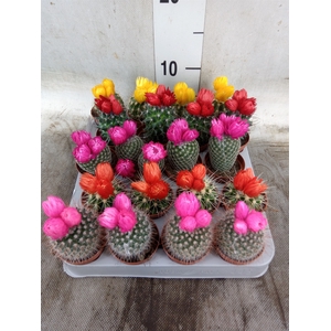 Cactus   ...decorated