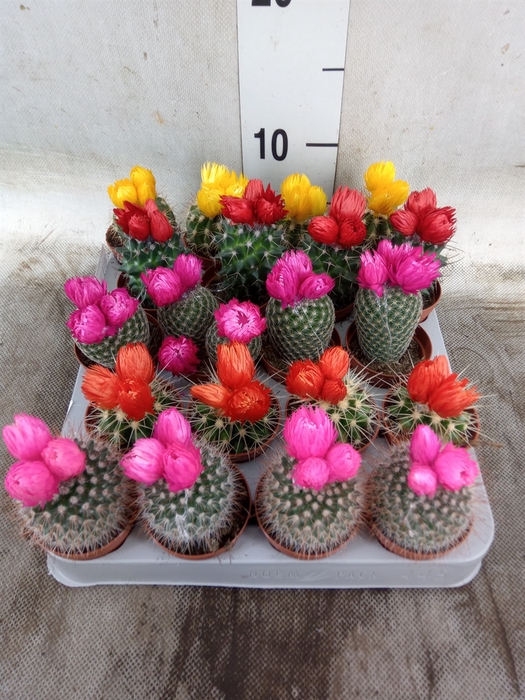 <h4>Cactus   ...decorated</h4>