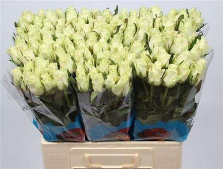 <h4>R Gr Athena</h4>