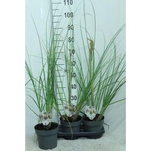 Cortaderia sell.