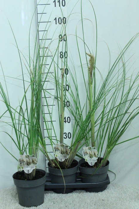 <h4>Cortaderia sell.</h4>