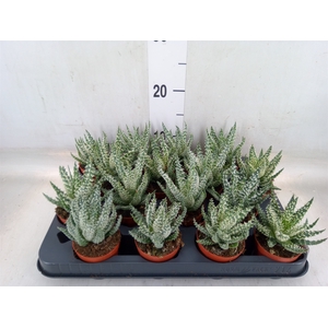 Aloe humilis