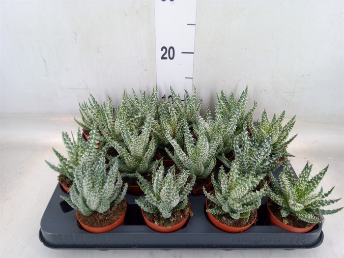 <h4>Aloe humilis</h4>