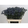 Eryngium Blue Dynamite