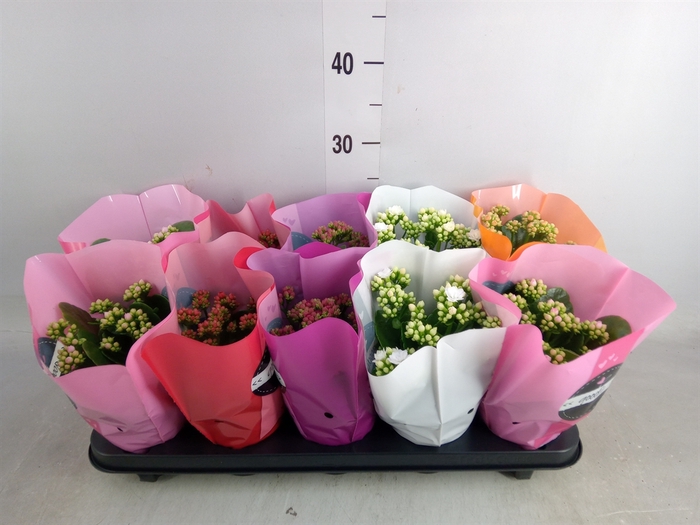 <h4>Kalanchoe blos.   ..rosebud rs fl 5</h4>