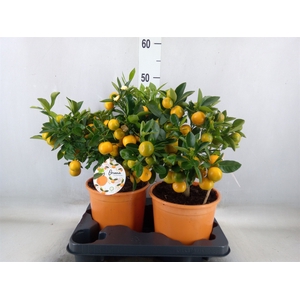 Citrofortunella microcarpa
