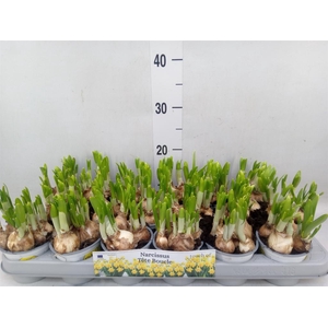 Narcissus DU 'Tete Boucle'