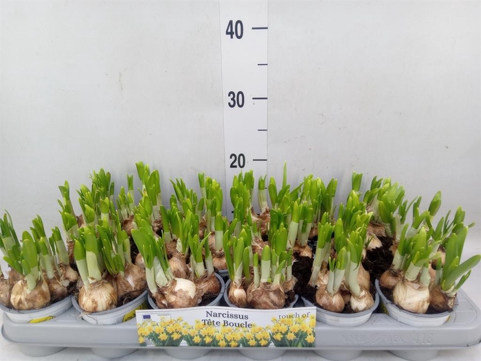 <h4>Narcissus DU 'Tete Boucle'</h4>