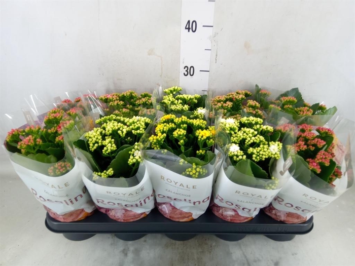 <h4>Kalanchoe blos. 'RoyalDon'   ..mix</h4>