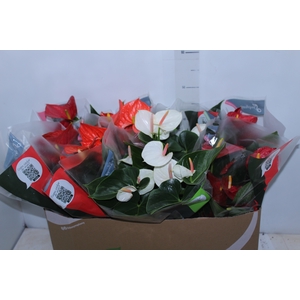 ANTHURIUM VARIADO P15