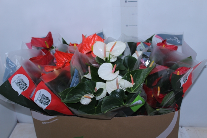 <h4>ANTHURIUM VARIADO P15</h4>