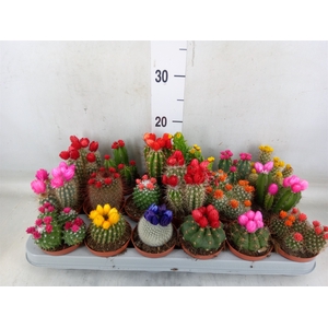 Cactus   ...decorated
