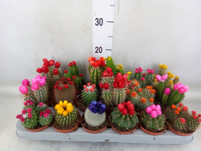 <h4>Cactus   ...decorated</h4>