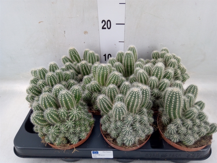 <h4>Cactus   ...</h4>