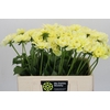 Dahlia Hilda Special