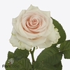 Rosa large sweet caroline
