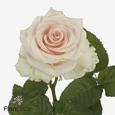 Rosa large sweet caroline