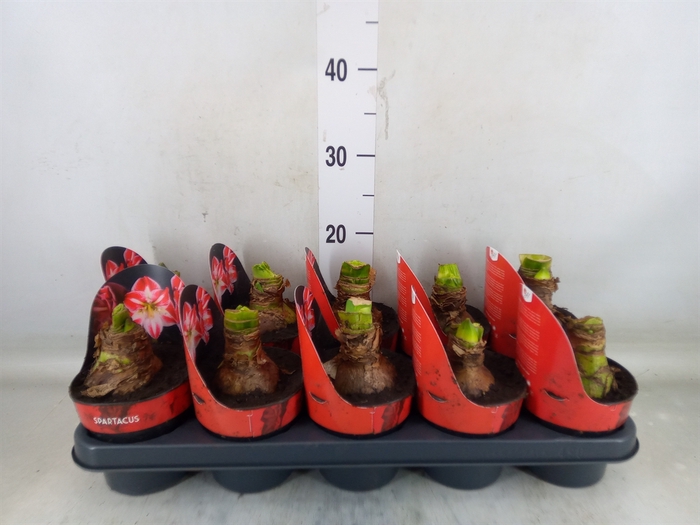 <h4>Hippeastrum GG 'Spartacus'</h4>